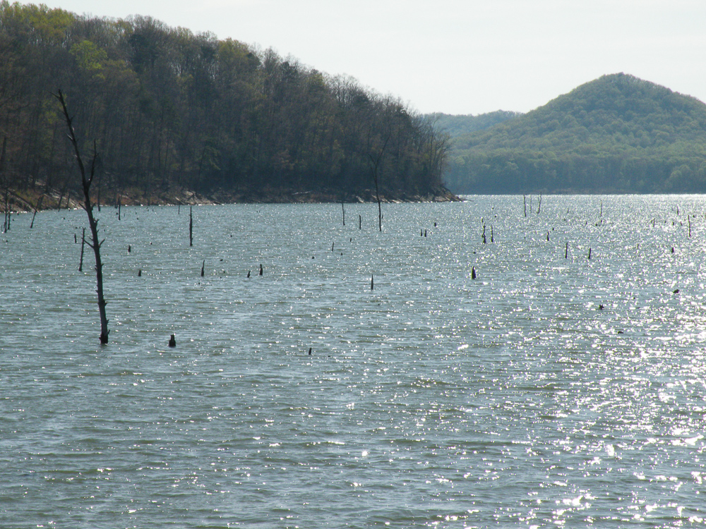 Submerged Timber